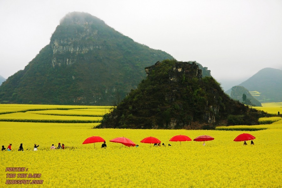 Wow!  pemandangan menakjubkan bunga canola mekar  china (14 gambar