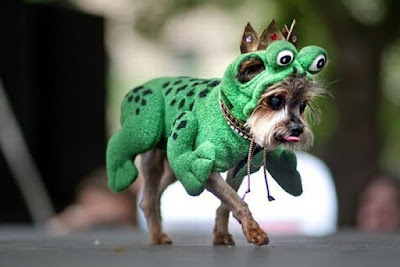 Funny Dog Costumes