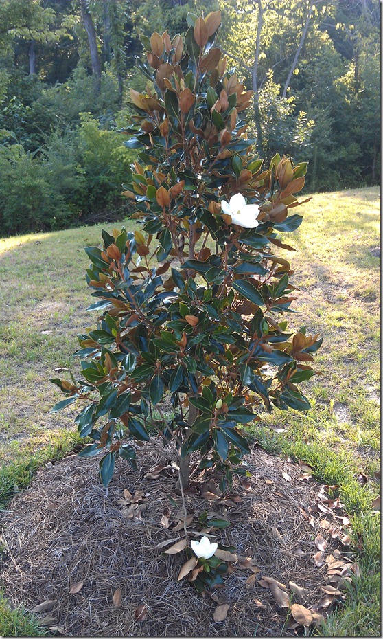 2012-07-18 029