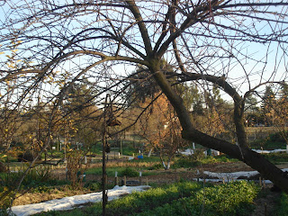 tree in winter