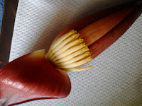 Vazhaipoo [ Banana blossom or Banana flower ]