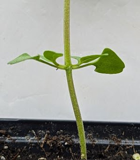 Thai sweet basil's cotyledons and 1st shoots