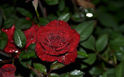 Rosas de colores  para el Día de las Madres I (10 fotos)