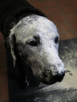 A close up of Dagan's face covered in flour. Just his black nose and big brown eyes poke out from the white