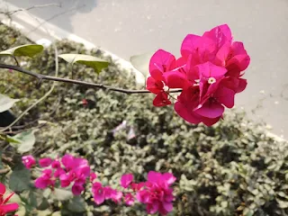 Great bougainvillea