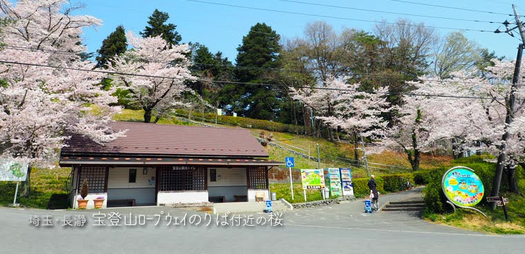 長瀞･宝登山ロープウェイ乗り場付近の桜