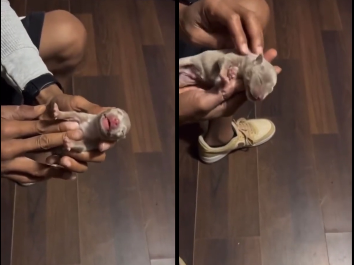 Man performing CPR on a puppy