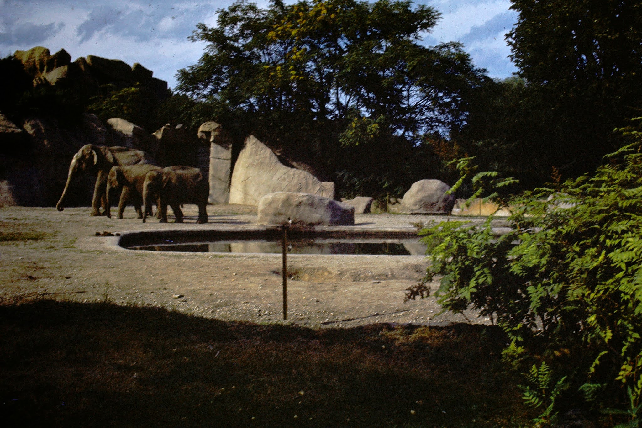 Zoo 1949