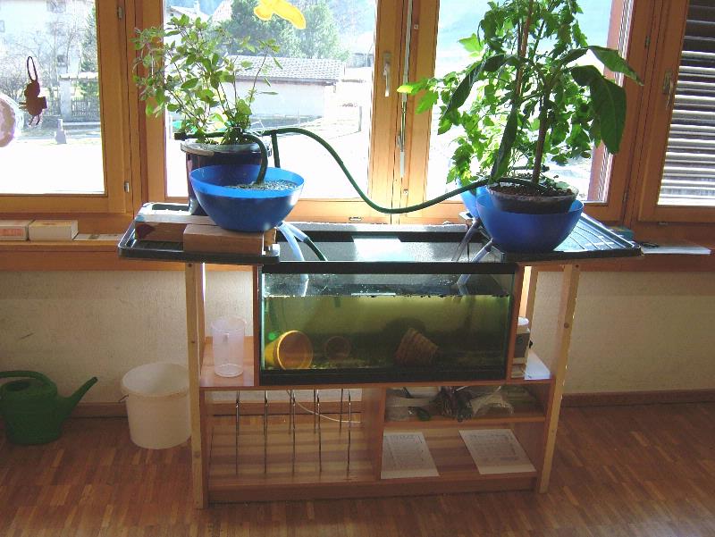 DIY Aquaponics System