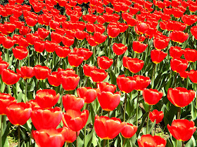 Red Tulips on Park Avenue