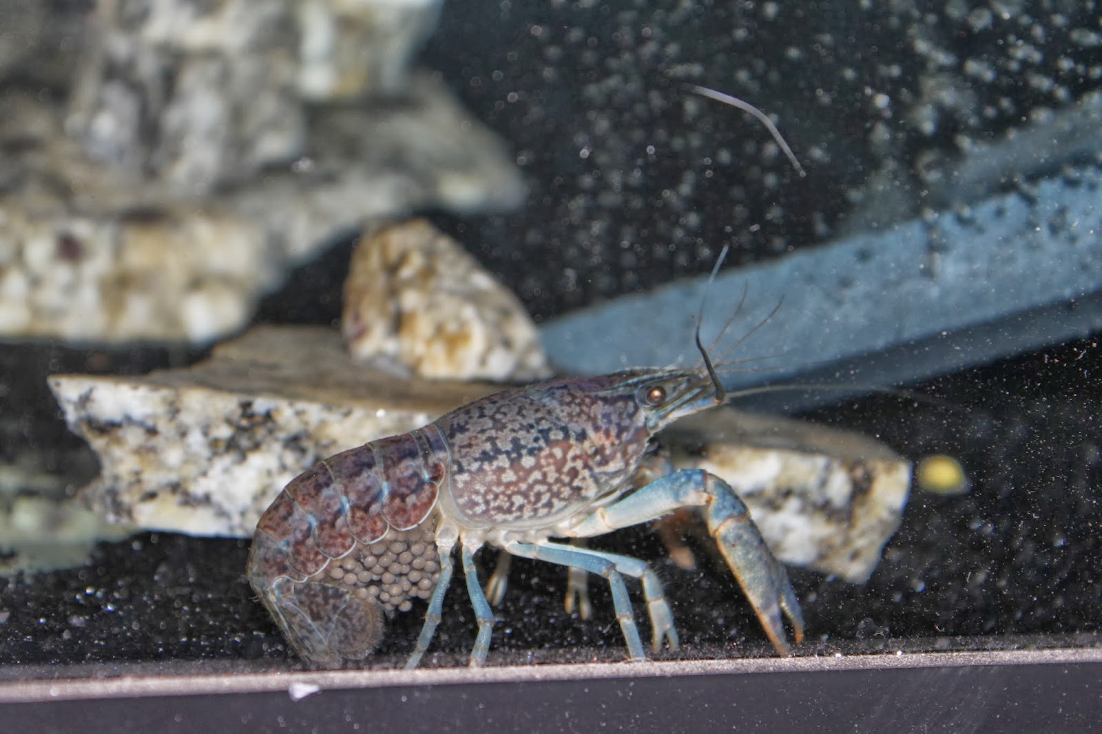 Simpson Eco Farms: Aquaponics ( Fish, crayfish, snails )