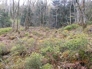 Champ de myrtilliers sauvages dans les Vosges