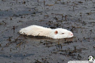 berang-berang albino