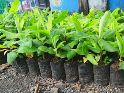 bibit pohon pisang tanduk banyak ukuran Sulawesi Selatan