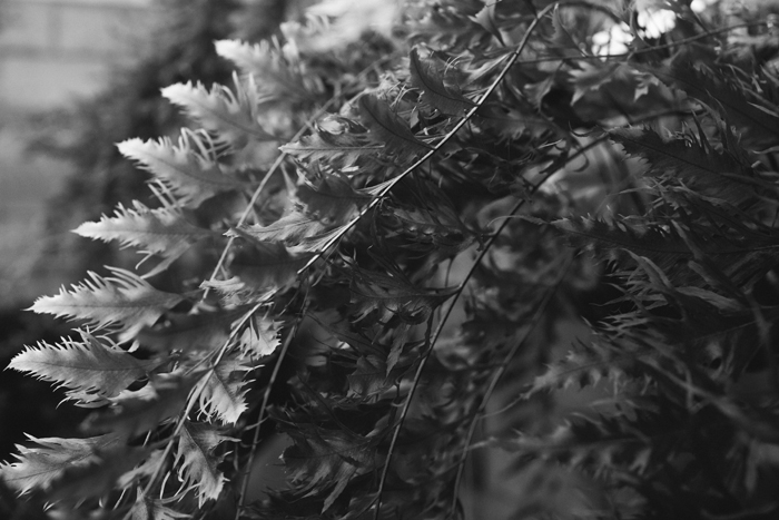 b&w fern