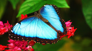 Butterfly hd wallpapers 2013