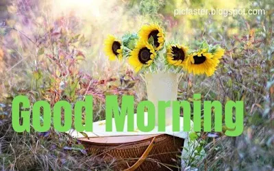 Good Morning Flower Images Free Download