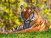 There are millions of wallpapers available over the internet of almost every . (bangal tiger wallpapers)