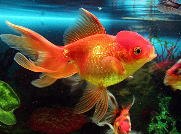 goldfish tank size. in my goldfish tank?