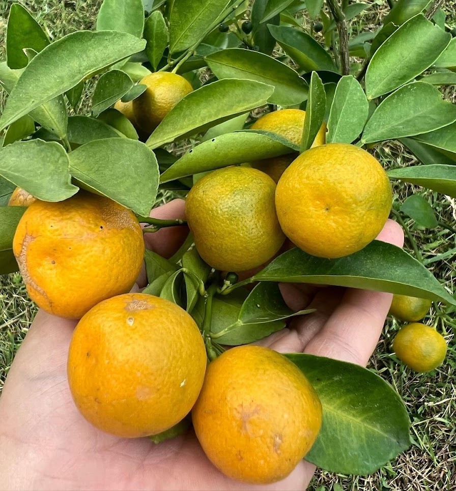 bibit jeruk petani gresik