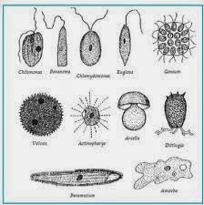 CIRI CIRI UMUM PROTISTA BIOLOGI