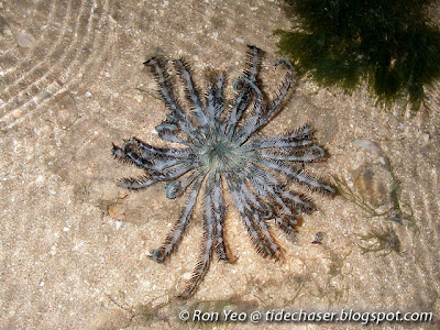 Feather star or crinoid