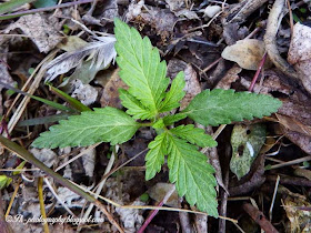 Marijuana Seedlings