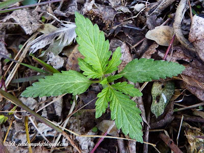 Marijuana Seedlings