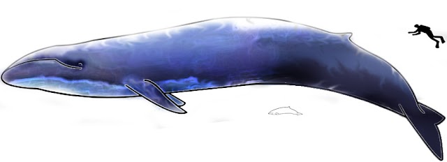 Quel est le plus gros mammifère marin ? prizee