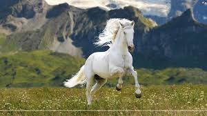 Best Horse HD Free Photos Download.26