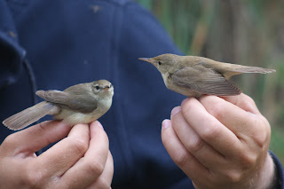 Blyth's Reed Warbler and Reed Warbler