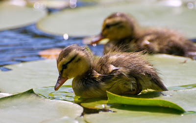  animals, baby, birds, cute, ducklings, ducks, easter, life, new, snuggle, soft, spring, springtime