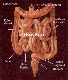 PRODUK KESIHATAN PERSADA: 90% PENYAKIT DATANG DARI USUS