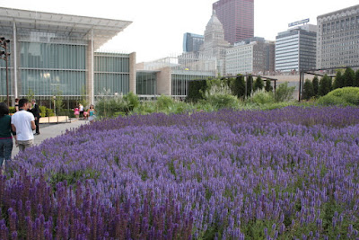 Salvia River Lurie Garden
