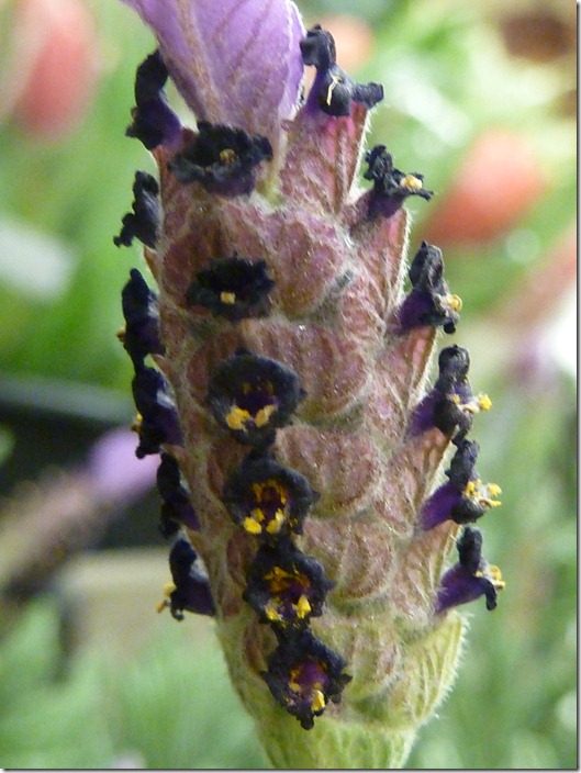 P1180845