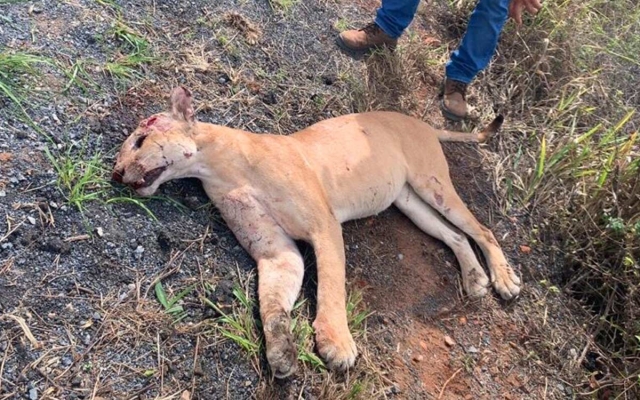 Onça parda morre atropelada próxima a Cachoeira do Ferro Doido em Morro do Chapéu