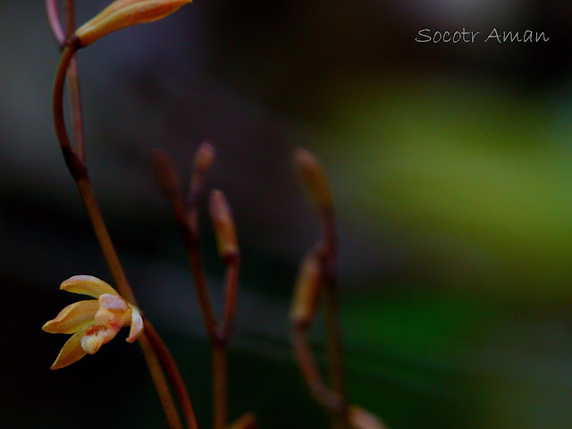 Lecanorchis suginoana