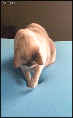 Funny cat GIF • Cat walking on bed confused by memory foam mattress, haha! [ok-cats.com]