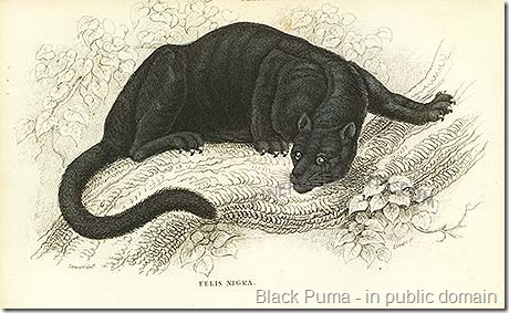 black puma print