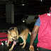 NDLEA Arrests Chef With N14bn Methamphetamine At Lagos Airport