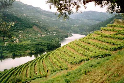 Douro Vineyards, Portugal