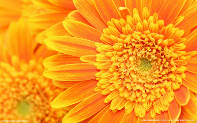 Various Flowers desktop wallpapers and photos