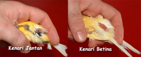 Tips Membedakan Kenari Jantan dan Betina ~ Breeding Ken