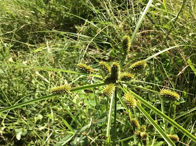 inflatedscale flatsedge - Cyperus aggregatus