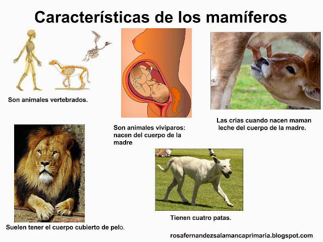 Resultado de imagen de características mamiferos 4º primaria