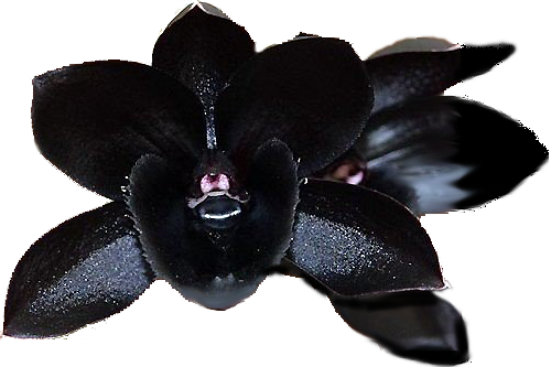 black orchid