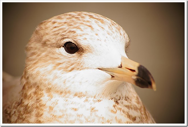 bird-free-pictures-1 (6)