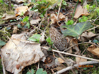 Morchella elata