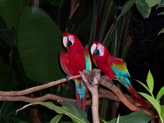 As aves são os principais alvos do comércio ilegal, representando mais de 80% de todas as espécies comercializadas.