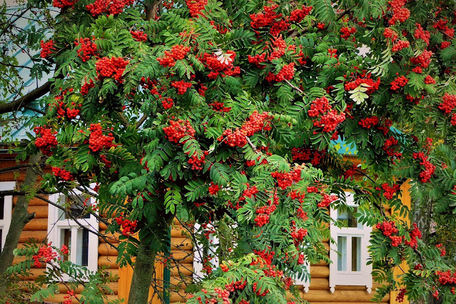 Рябина (Sorbus)